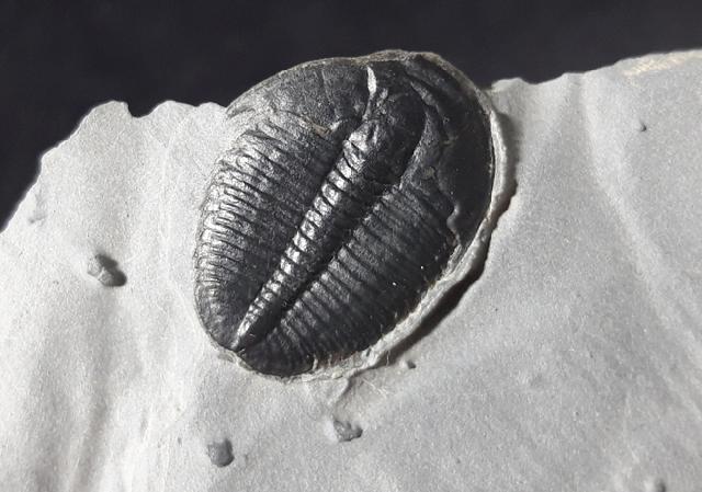 Elrathia kingii (MEEK 1870)  - Bild &copy; FossNet FossilienStore